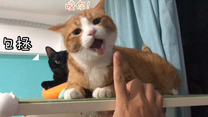 猫咪假装咬你的样子也太可爱了