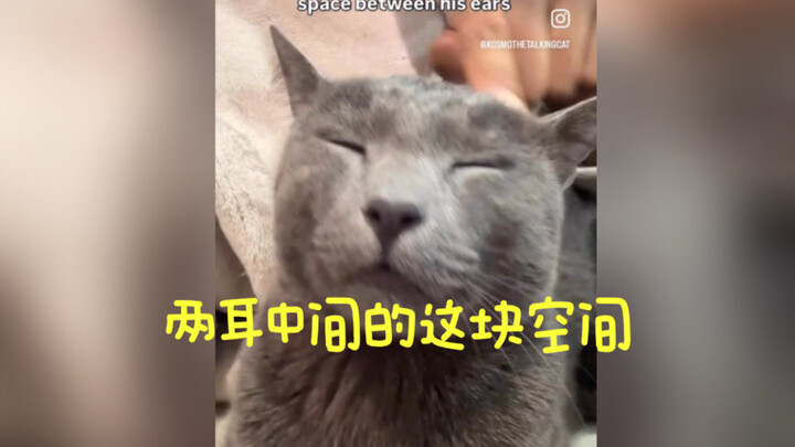 ตะลึง! ประโยชน์พิเศษบนหัวของเจ้าเหมียว!