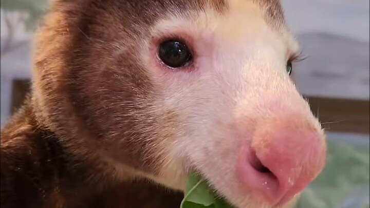 Rasanya kayak pernah lihat, tapi nggak bisa inget lagi mirip apa.