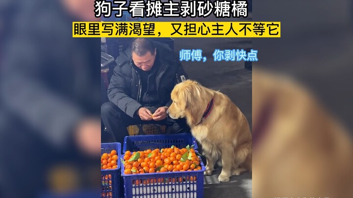 Anjing itu memandangi penjual sedang mengupas jeruk, matanya penuh dengan kerinduan, sambil khawatir