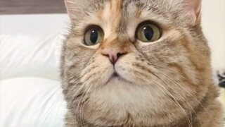 Just one minute after you fall asleep, your cat starts worrying whether you've passed away.