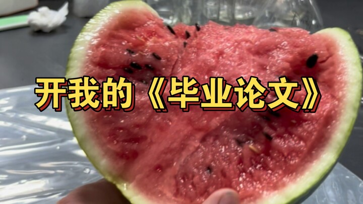 Semangka yang ditanam mahasiswa pertanian sudah matang—lihat deh, apakah hasilnya bikin gagal total?