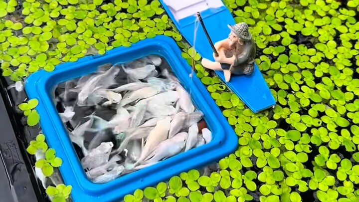 Taking it easy, raising fish and basking in the sun in the little courtyard