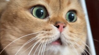 คอลเลกชันวิดีโอตลกของ Cat Meme