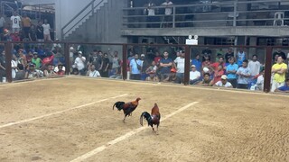 5 STAG @VARGAS COLOSSEUM (WWLWW)