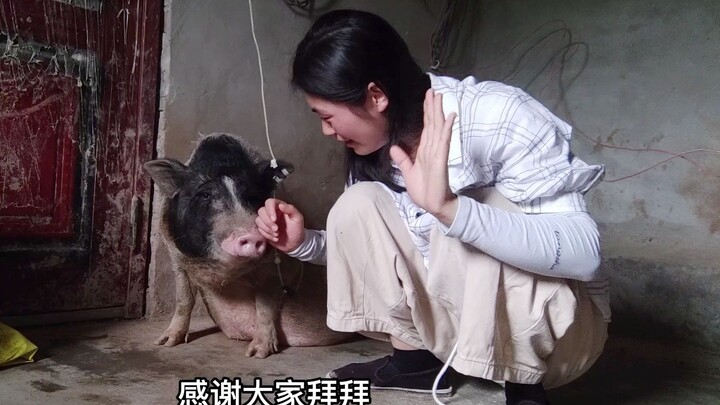 Our pig is sick, and it’s very serious! This might be the last time I get to say hello to everyone.