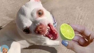 Funniest Dogs- Best Of The 2021 Funny Pets| MEOW