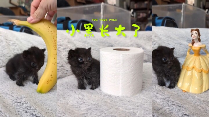 That little black cat has grown up🖤