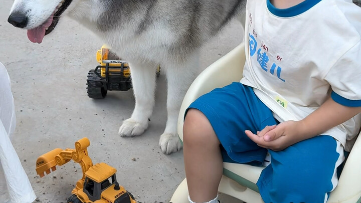 As expected, dogs in the countryside are so busy they don’t even have the energy to tear the house a