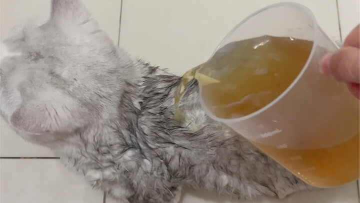 Apa yang akan terjadi jika saya memandikan kucing saya dengan catnip?