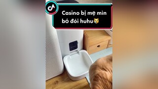 Ngủ dậy giật mình, hqua hết hạt tui quên bỏ thêm vô. Vậy mà tụi CaSiNo không la ó gì hết😿 pet cat petlover fyp catlover#kitten onhaanngon mèo