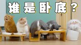 互动游戏：哪只小猫咪碗里的肉不是真的？！