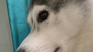 ลักษณะที่ฮัสกี้เฝ้าบ้านอย่างจริงจังนั้นยังคงน่าเชื่อถือมาก