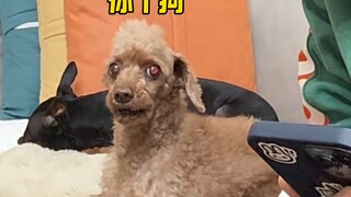 Look at what you guys have been asking me lately~ #cutepet #confusingbehaviorrewards #dog