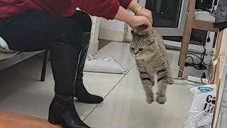 Cat: I beg you to find a class!