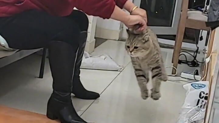 Kucing: Aku mohon padamu untuk mencari kelas!