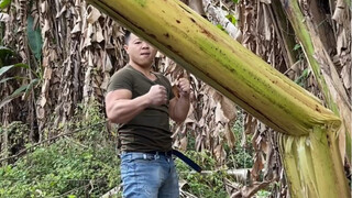 A rural guy challenges the entire network and kicks down the largest banana tree