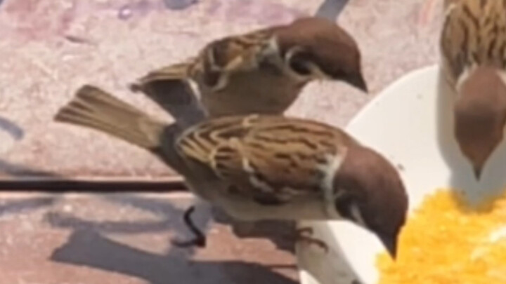 Turns out even sparrows can look down on their own kind, and their appetite vanishes in an instant.