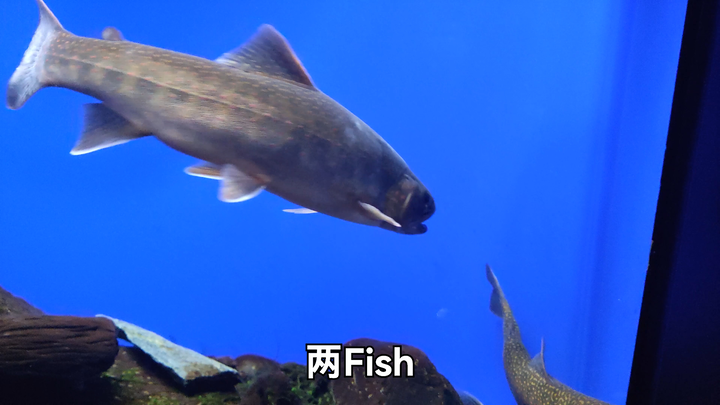 ♿️A One-Minute Tour of the Aquarium ♿️