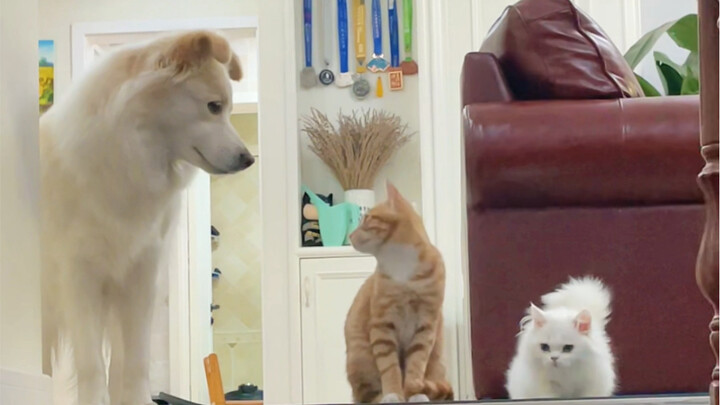Three little puppies put on a whole show.