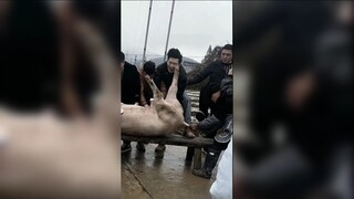 Epic Fail: When Catching a Pig Turns into a Comedy Show!"