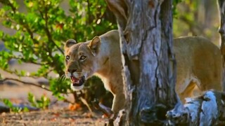 African Wild Animals Hunting Short Documentary