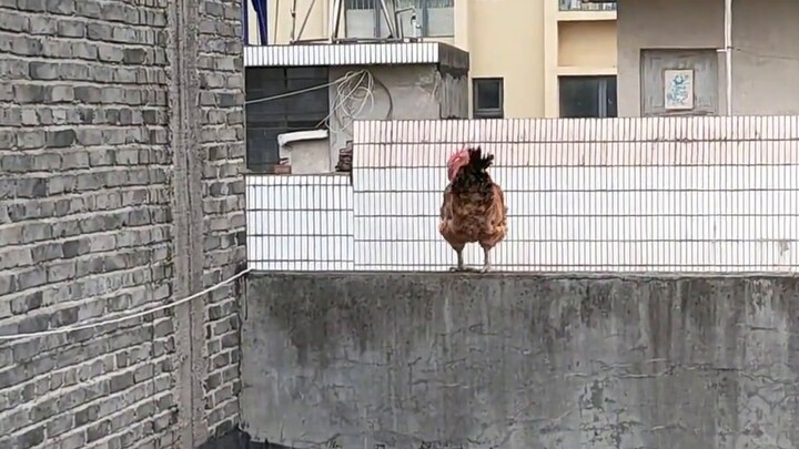 Tôi lo nó rơi chết, tôi thừa nhận mình thừa, nó sẽ bay.