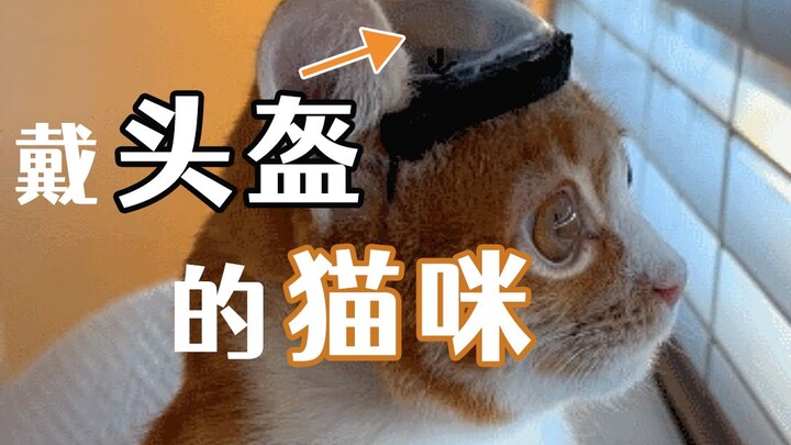 Seriously, a cat wearing a helmet is so cool—rescuing a stray kitten with its brain exposed!