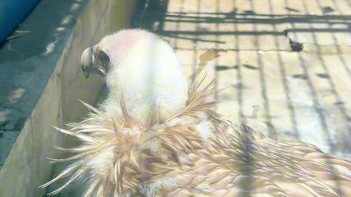 All the animals at Panzhihua Zoo have been raised to look like QQ Sausages!