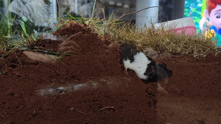 I made a hamster terrarium and watched the hamsters digging holes until two in the morning.