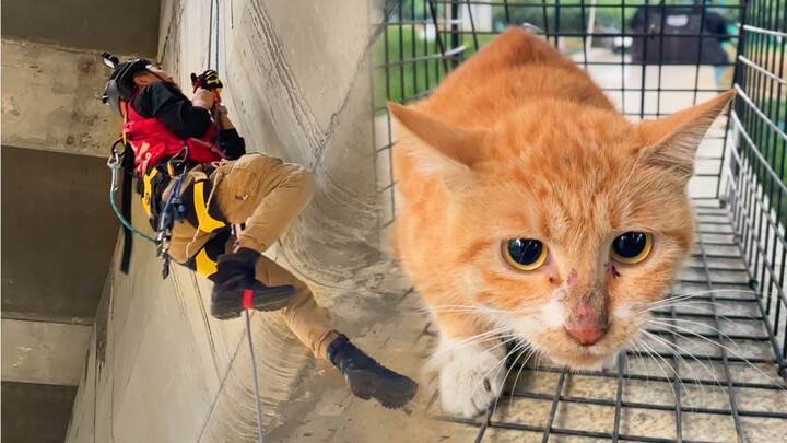 Is it really this competitive? Do you even need a master’s degree to rescue cats these days?!