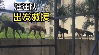 Those fun animal videos!