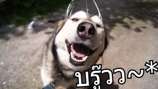 เบื่อจริ๊ง ไอ้หมาซ่าจอมสกปรก!!