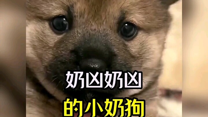 A roundup of adorably fierce little pups—even when they’re mad, they’re still so cute: “little pup” 