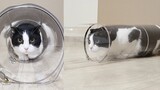 猫：这水管怎么越钻越紧？