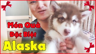 Phong Zhou | Tặng Chó Alaska Cho Người Yêu Xinh Gái - Món Quà Đặc Biệt