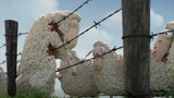 Animasi lucu hitam: dua kawanan domba bunuh diri setelah mereka berkumpul, menyindir banyak fenomena