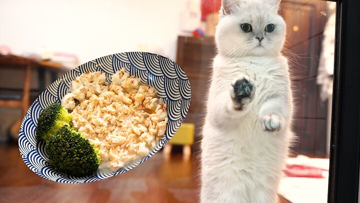 Sangat telaten membuat makanan kucing, si kucing berkaki pendek hanya bisa gelisah sambil berusaha m
