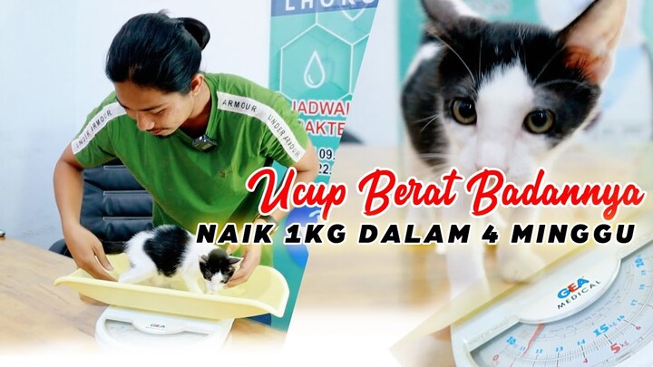 UCUP BERAT BADANNYA NAIK 1KG DALAM 4 MINGGU