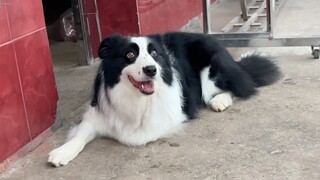 Will dogs be scared when they see lightning and thunder?