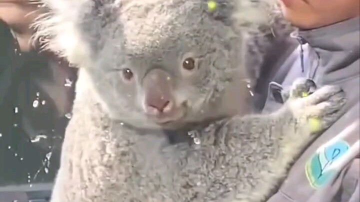 This koala is so beautiful