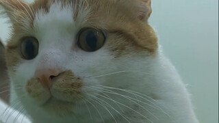 القط: هل انتهيت من الكلام؟ مستعد لإنجاب مرض صغير يكلف حوالي ألفي يوان!