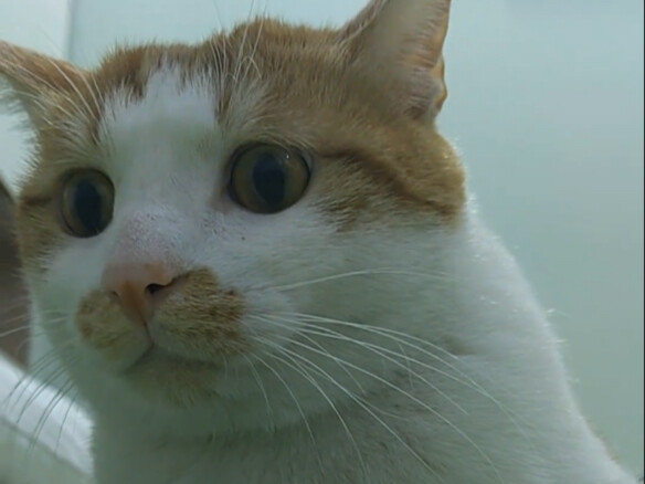 猫：说完了吗？准备生个两千来块的小病了哦