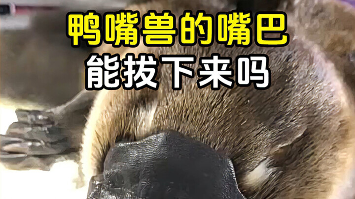 Miệng của thú mỏ vịt có thể tháo ra được không?