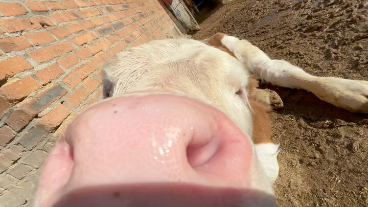 Người ơi, cảm ơn bạn đã gãi ngứa cho con bò!