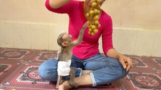 Adorable Tiny Baby Liheang Very Delicious Eating Logan Fruit