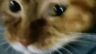 Kucing: Kalau kamu takut, jangan menarikku ya, aku juga takut, sial!