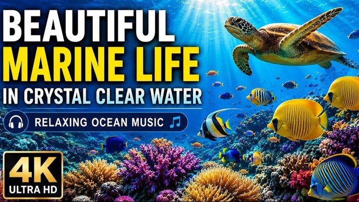 Beautiful Marine Life in Crystal Clear Water  Relaxing Ocean Music