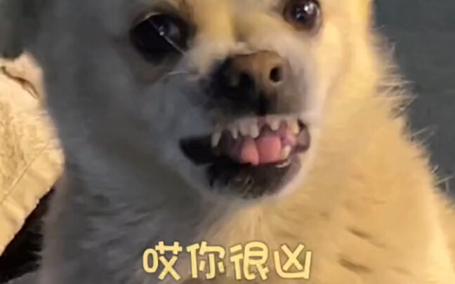 Chú cún làm chủ bán hạt dẻ nuôi chủ # Tâm tư của cún đều hiện rõ trên khuôn mặt # Thú cưng dễ thương