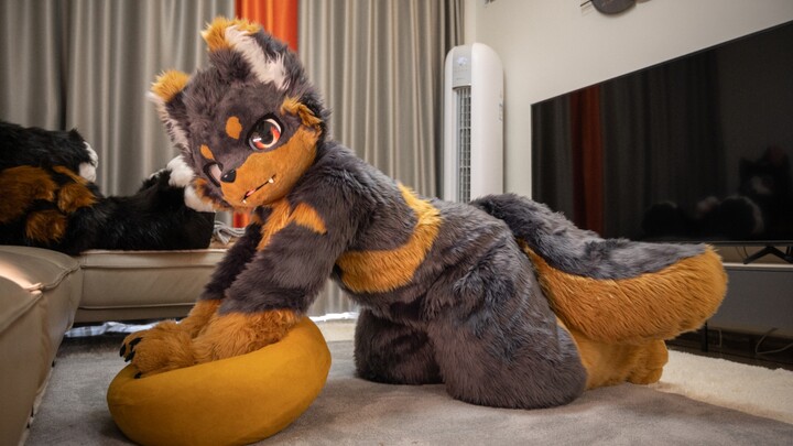 Air的又双叒叕一套新毛～小狗狗能有什么坏心思呢？